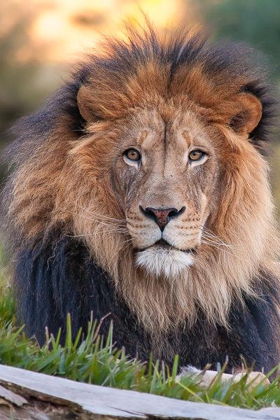 Safari Lion Looking Straight At Me