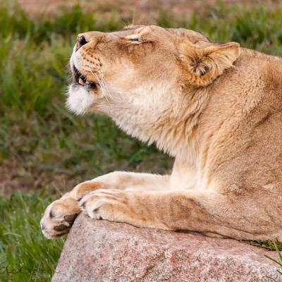 Safari Lioness Roaring