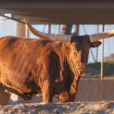 Safari Longhorned Bull Closed Eyes