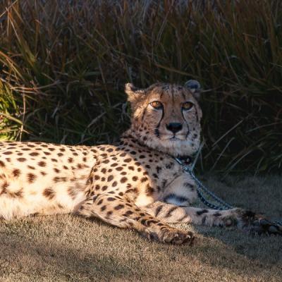 Safari Sheeta Resting1