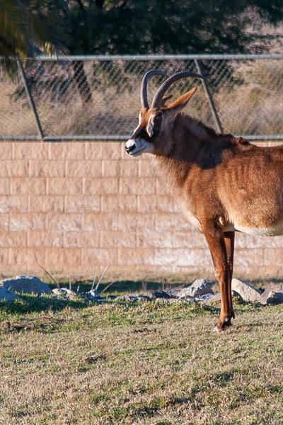 Safari Sort Of Goat Looking1