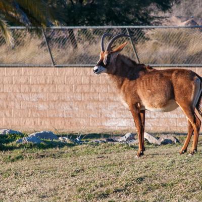 Safari Sort Of Goat Looking