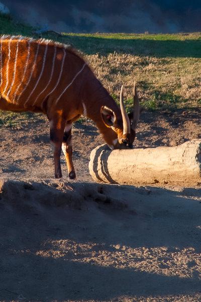 Safari Striped Deer Drinking
