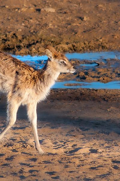 Safari Sunlit Deer Kid