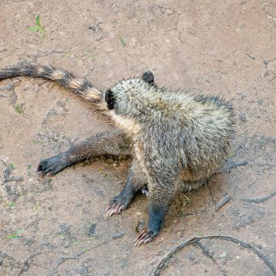 Brazil Foz Do Iguacu Quatis Cleaning Himself900