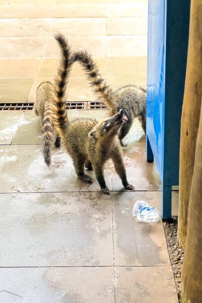 Brazil Foz Do Iguacu Quatis Gang Breaking Into Wastebin900