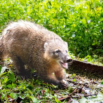 Brazil Foz Do Iguacu Quatis With Bread Warning900 Brazil Foz Do Iguacu Quatis With Bread Warning900