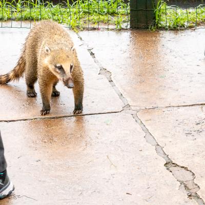 quatis vid Iguaçufallen