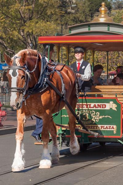 California Disneyland Working Horse Carriage900