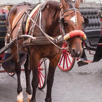 Italy Working Horse Sadlooking900