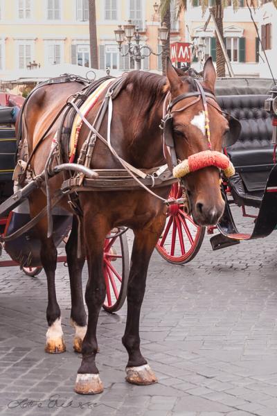 Italy Working Horse Sadlooking900