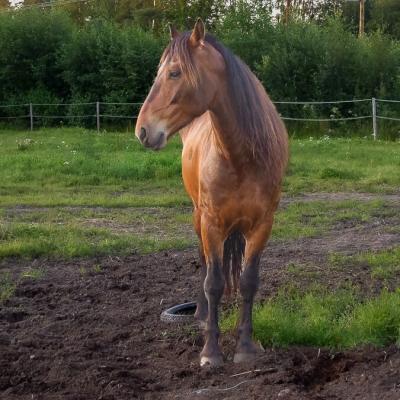 Norway Horse Paddock900