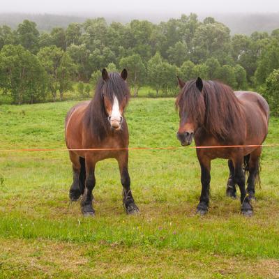 Norway Horses Field Summer Overcast900