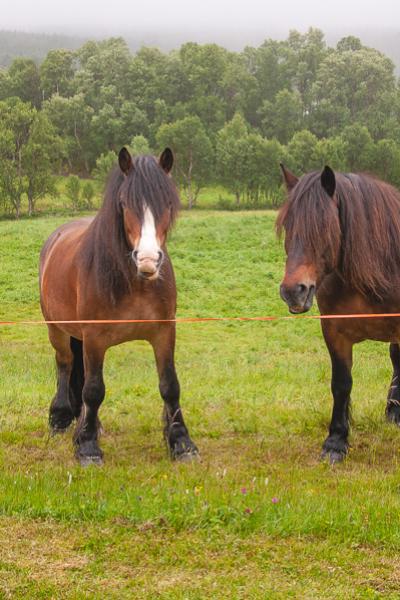 Norway Horses Field Summer Overcast900