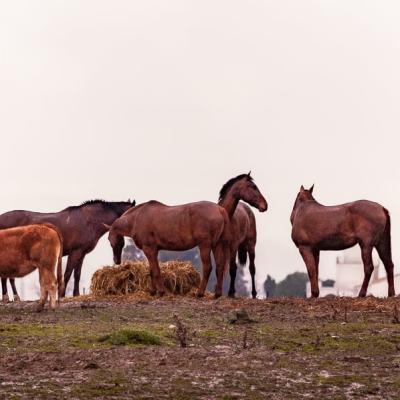 Spain Horses Cow Hilltop Overcast900