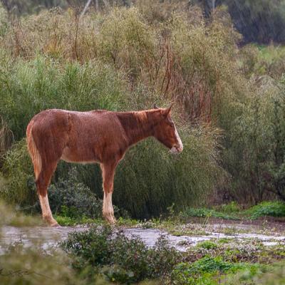 Spain Stoic Mule Horse Donkey Wet Raining900 Spain Stoic Mule Horse Donkey Wet Raining900