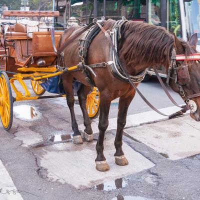Spain Working Horse Carriages Bus Traffic City900