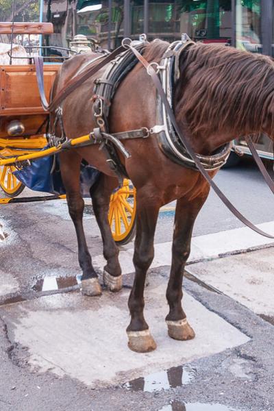 Spain Working Horse Carriages Bus Traffic City900