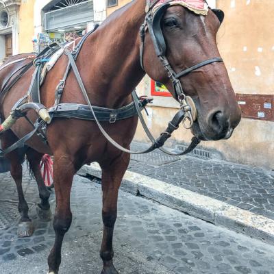 Spain Working Sadlooking Tour Horse Funny Cap900 Spain Working Sadlooking Tour Horse Funny Cap900