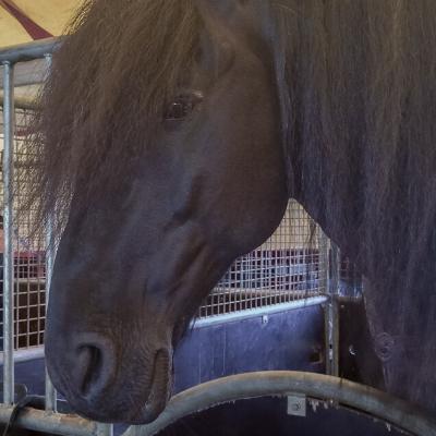 Sweden Sadlooking Circus Horse900 Sweden Sadlooking Circus Horse900