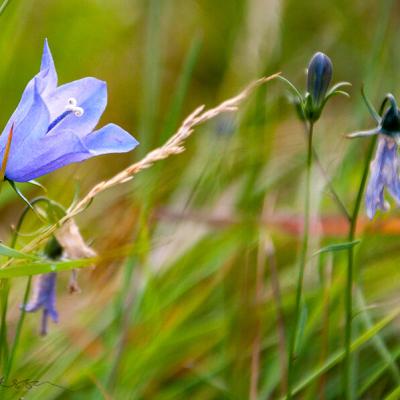 Bluebells Blue900