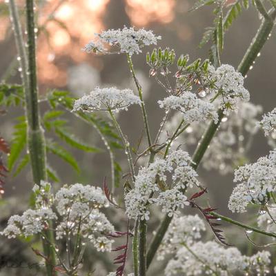 Cow Parsley Dewdrops900