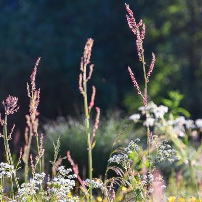 Cow Parsley Sorrel Sunlit900