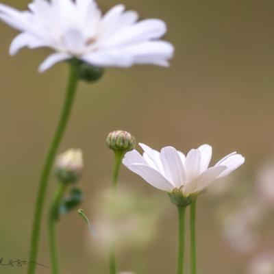 Daisies1 Background Green900