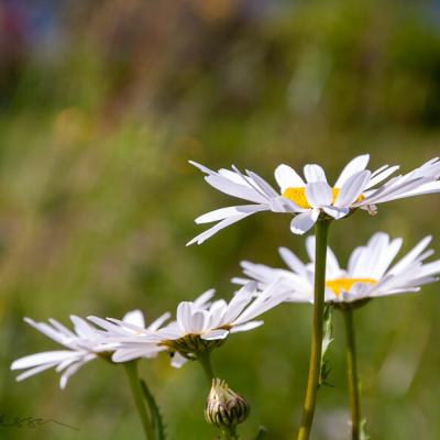 Daisies2 Background Green900