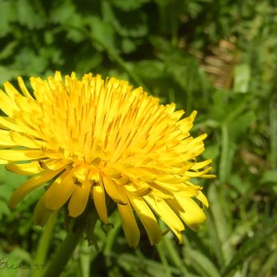 Dandelion Yellow900