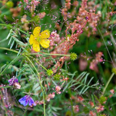 Meadow Jumble Buttercup Grass900