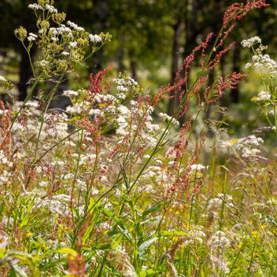 Meadow Jumble Cow Parsley Grass900