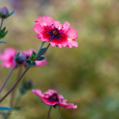 Potentilla2 Background Purple Green900