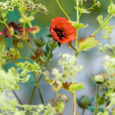 Potentilla3 Background Ladys Mantle900