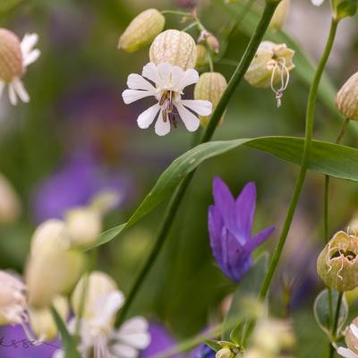 Silene Vulgaris1 Background Green900