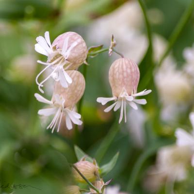 Silene Vulgaris2 Background Green900