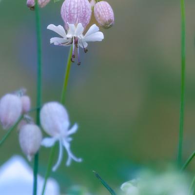 Silene Vulgaris3 Background Green900