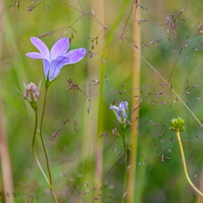 Summer Meadow Bell Grass900