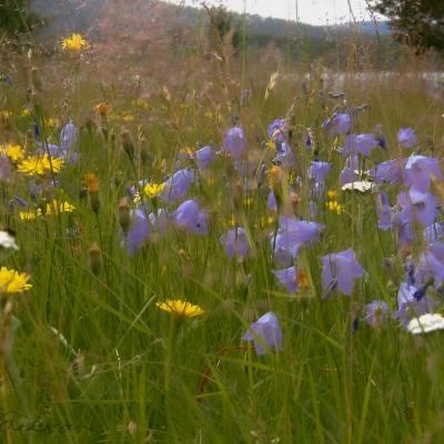 Summer Meadow Flowers Grass Feeling900