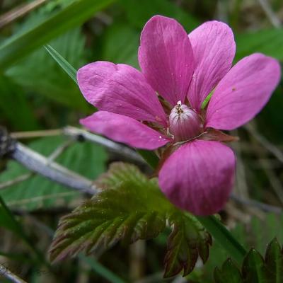 blommor i det vilda