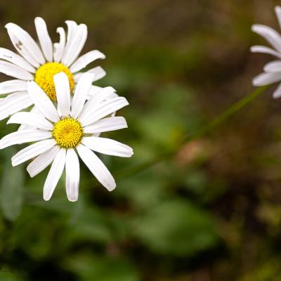 Garden Marguerite Yellow Center900