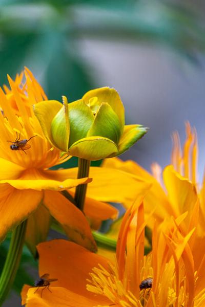 Garden Yellow Buttercups And Flies900 Garden Yellow Buttercups And Flies900