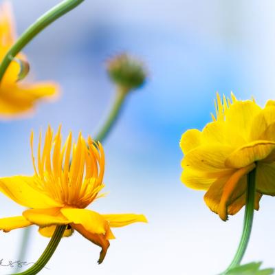 Garden Yellow Buttercups Background Blue900