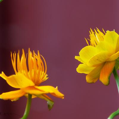 Garden Yellow Buttercups Background Burgundy900