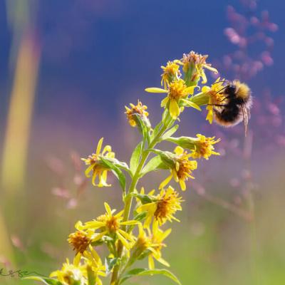 Garden Yellow Stjohnswort Bumblebee Background Blue Green Purple900