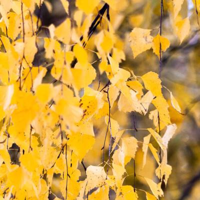 Sweden Birch Yellow Autumn Leaves Motion900 Sweden Birch Yellow Autumn Leaves Motion900