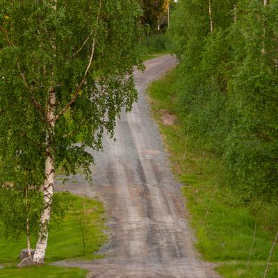 Se Dirt Road Birches Uphill Summer900