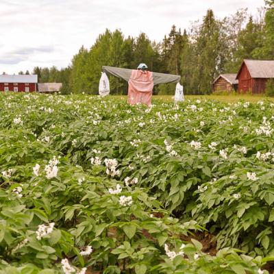 Se Lappland Potatofield Scarecrow Barns House900 Se Lappland Potatofield Scarecrow Barns House900