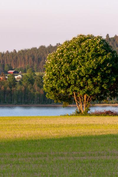 Se Norrbotten Field Rowantree Lake Farmhoouses Mountain Summer900