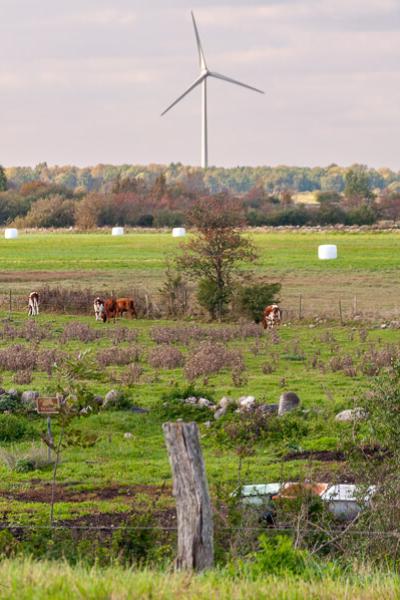Grazing cows, meadows and windmills in the horizon, autumn on Öland, Sweden Se Pasture Grazing Cows Field Windmills Summer900